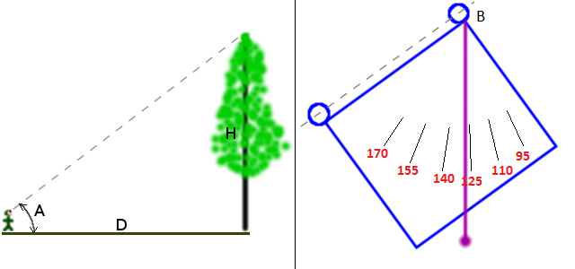 tree height measurement tool
